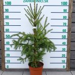 Smrek obyčajný (Picea abies) - výška 80-100 cm, kont. C5L